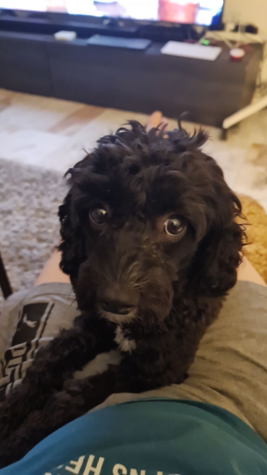 Black curly-haired dog looking up at the camera