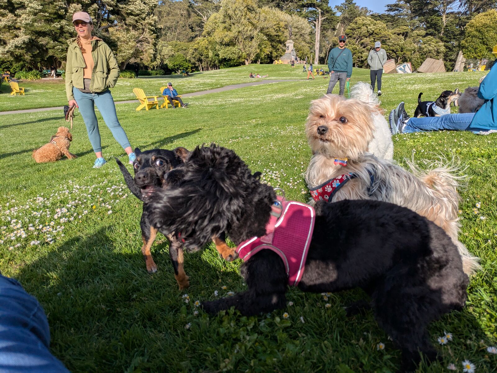 Dogs meeting on a grassy park lawn