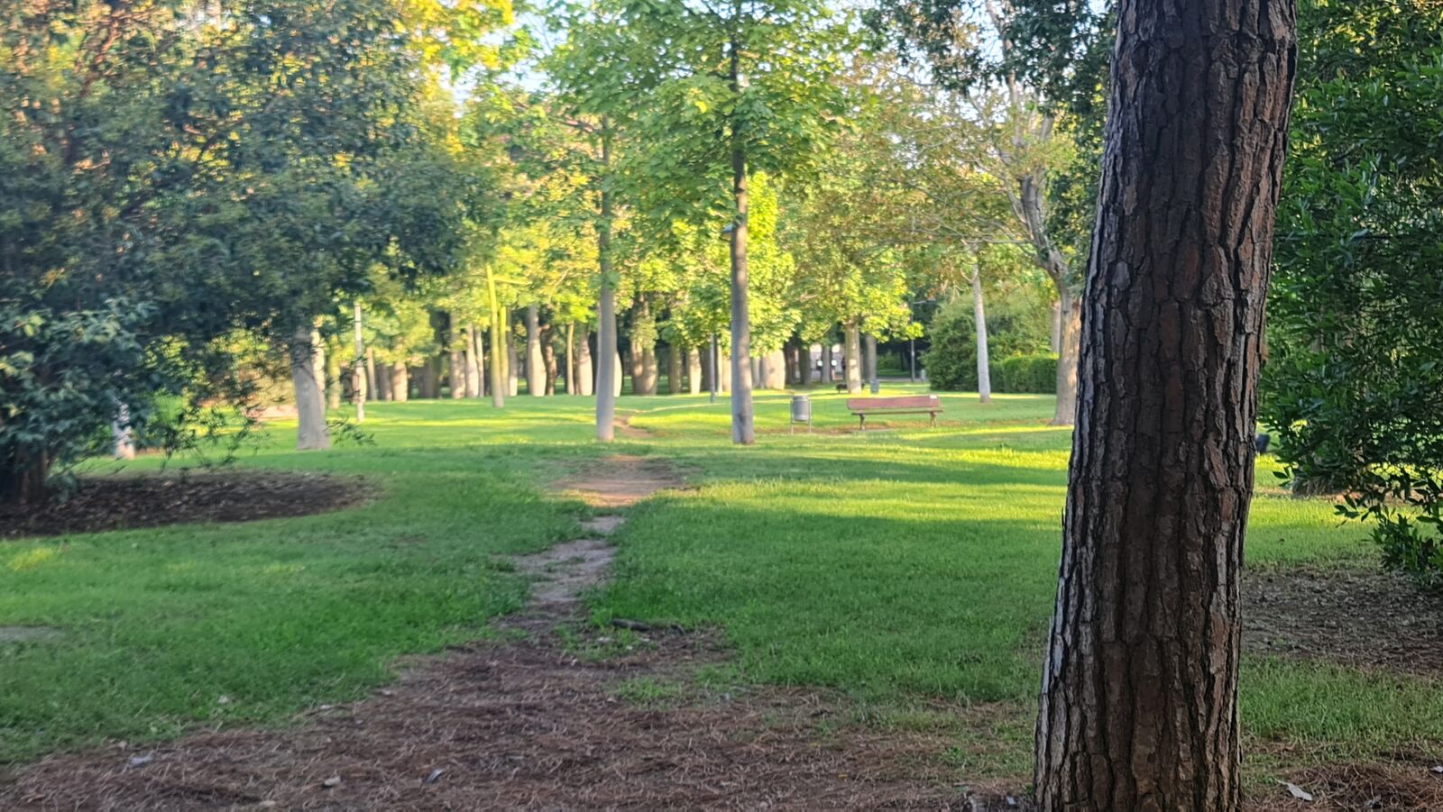 Sunlit tree-lined park path